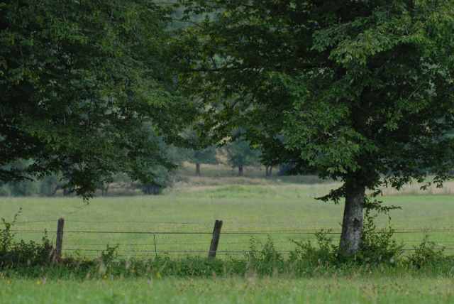 Landschap met weilanden en houtwallen in de westelijke Vogezen